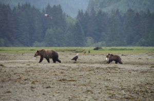 rondstruinende grizzlies | Glendale Cove